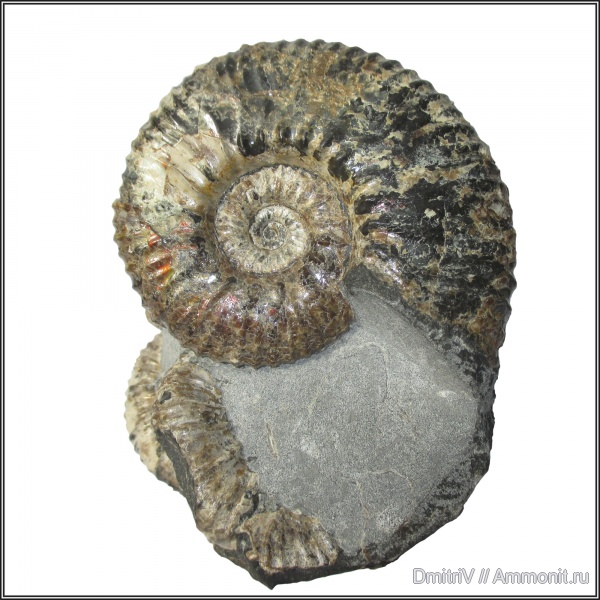 аммониты, мел, Deshayesites, Ammonites, Eogaudryceras, Acanthohoplites, Cretaceous
