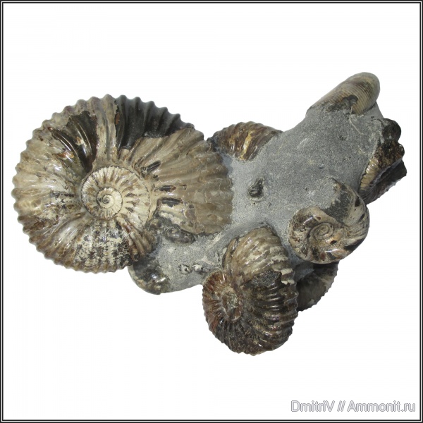 аммониты, мел, палеоарт, Euphylloceras, Ammonites, Eogaudryceras, Ptychoceras, Acanthohoplites, Aporrhais, Phylloceratidae, Cretaceous