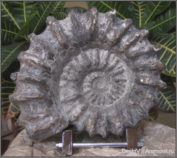 аммониты, мел, Douvilleiceras, Ammonites, Cretaceous
