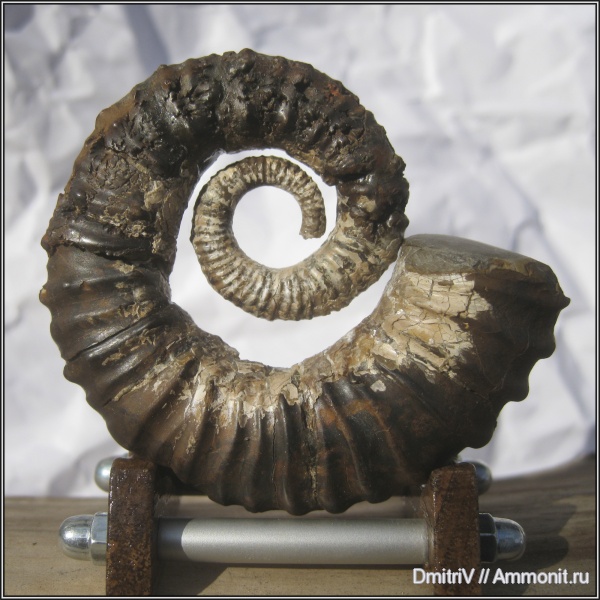 мел, гетероморфные аммониты, Cretaceous, heteromorph ammonites