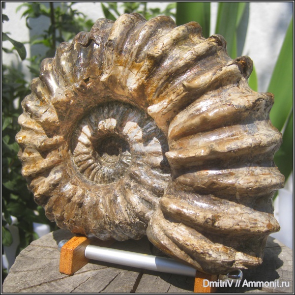 аммониты, мел, Douvilleiceras, Ammonites, Cretaceous
