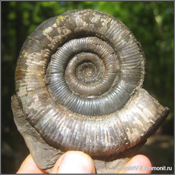 аммониты, мел, Ammonites, Macroscaphites, Cretaceous