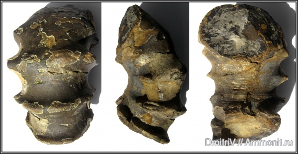 гетероморфные аммониты, Ancyloceras