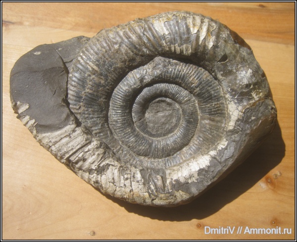 аммониты, мел, прижизненные повреждения, Macroscaphites