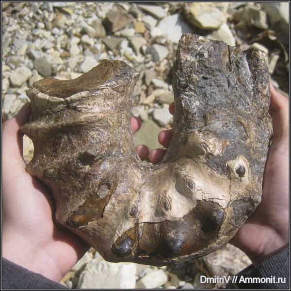 мел, гетероморфные аммониты, Pseudoancyloceras