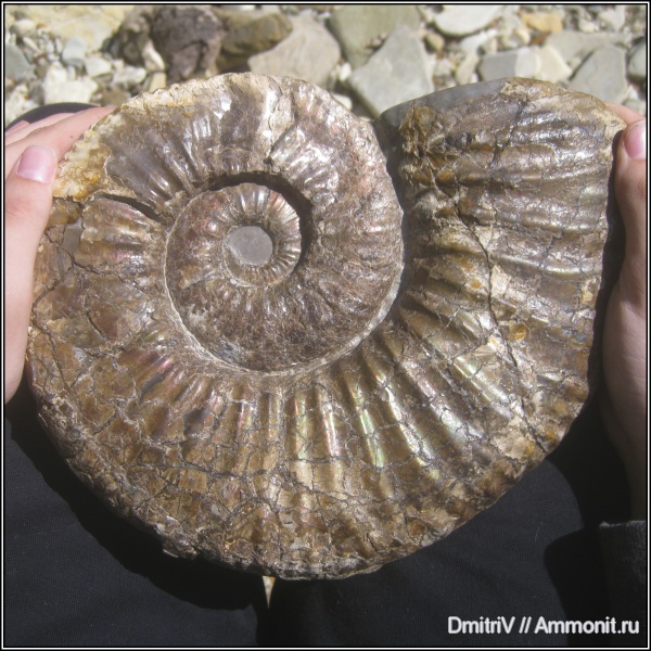 аммониты, мел