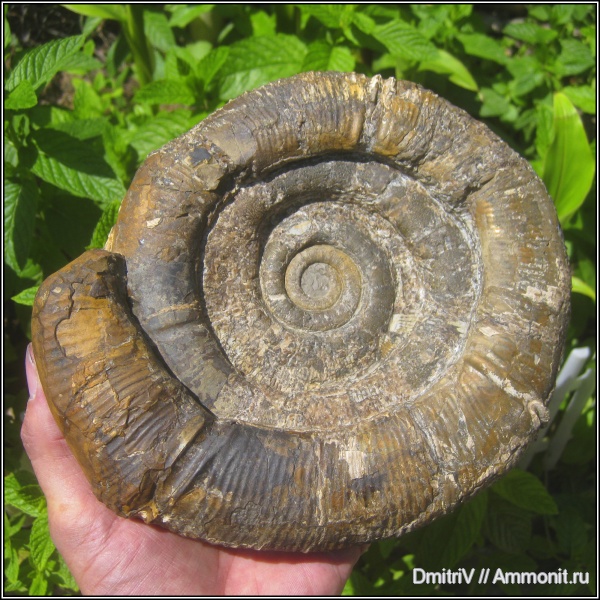аммониты, мел, Macroscaphites