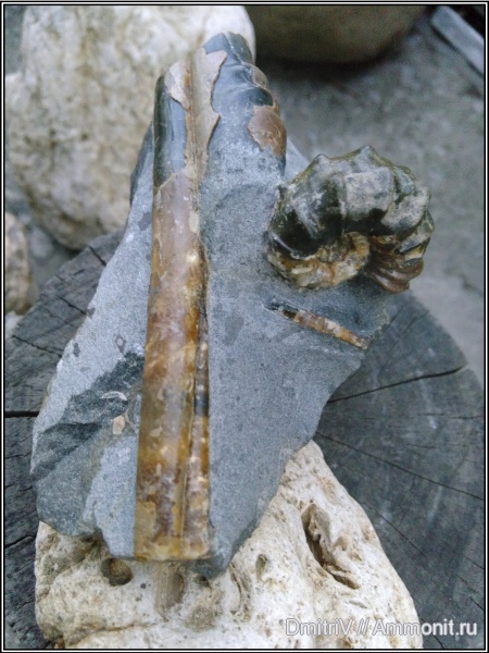 аммониты, мел, Epicheloniceras, Ptychoceras