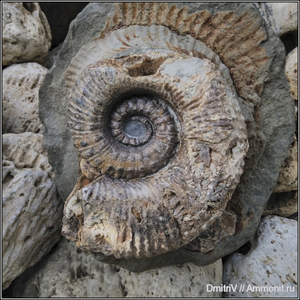 мел, гетероморфные аммониты, Ammonitoceras