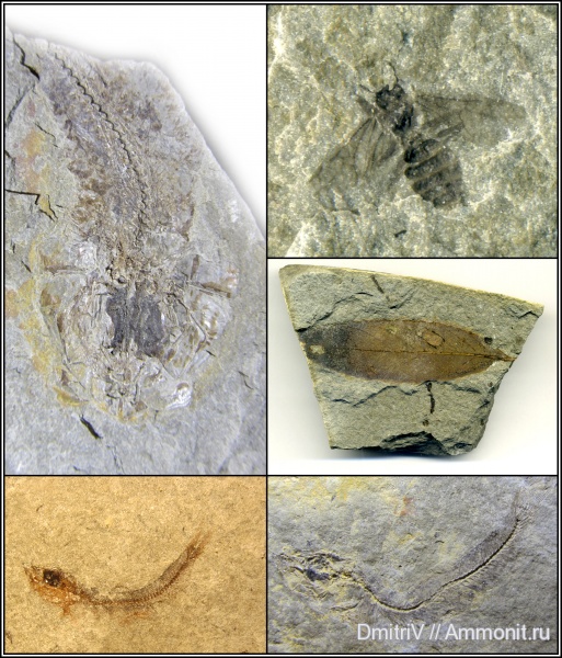 неоген, рыбы, насекомые, р. Пшеха, листья, Formicidae