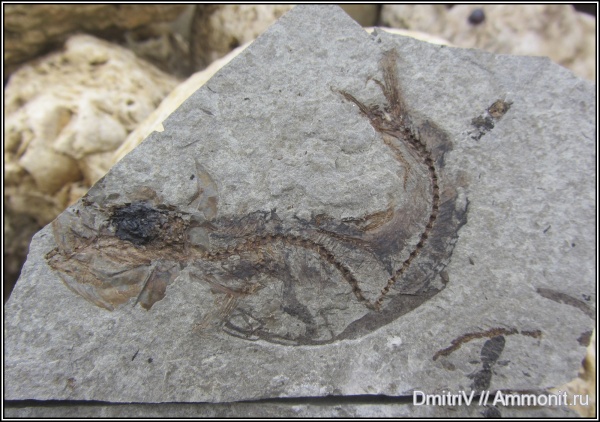 неоген, рыбы, насекомые, р. Пшеха, Formicidae