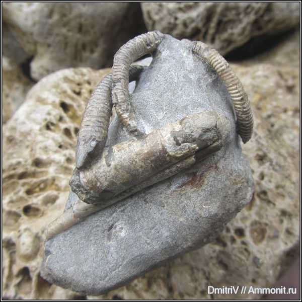 мел, гетероморфные аммониты, Ptychoceras