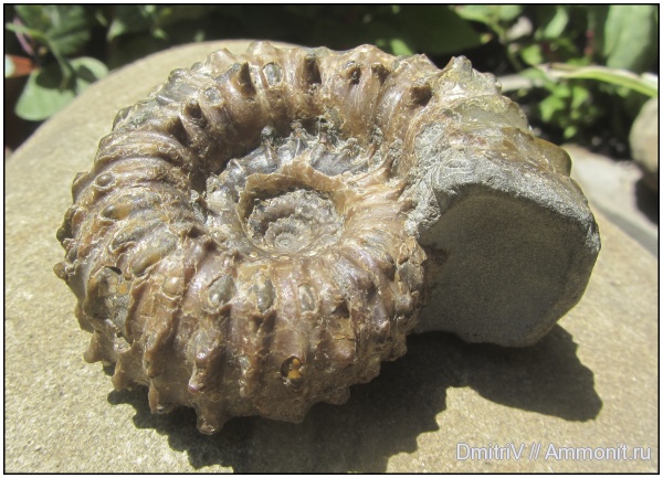 аммониты, мел, Douvilleiceras