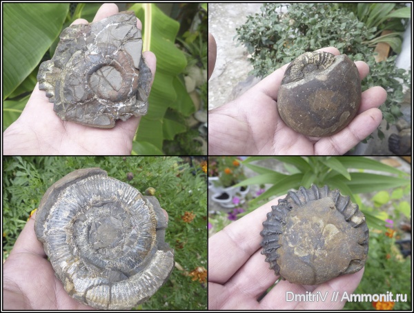 аммониты, мел, гетероморфные аммониты, Epicheloniceras, Macroscaphites