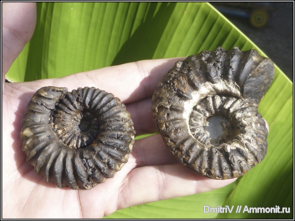 аммониты, мел, нижний мел, Epicheloniceras