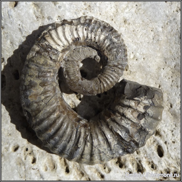 мел, гетероморфные аммониты, Acrioceras