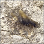 Hexanchiformes