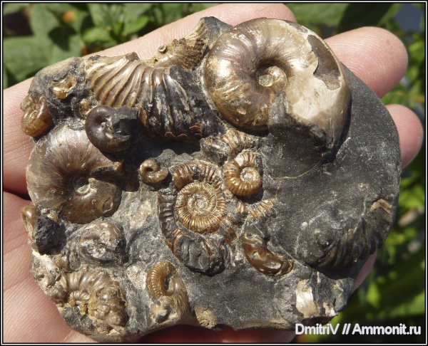 аммониты, мел, конкреции, Acanthohoplites, Phylloceratidae, Gaudryceras, Desmoceratidae, Neosilesites