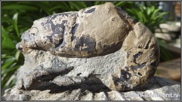 мел, членистоногие, раки, нижний мел, Краснодарский край, Hoploparia, Cretaceous