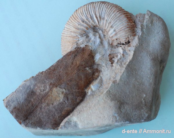 Kepplerites, Канев, Toricellites