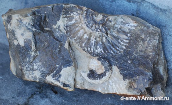 аммониты, Ammonites, Канев