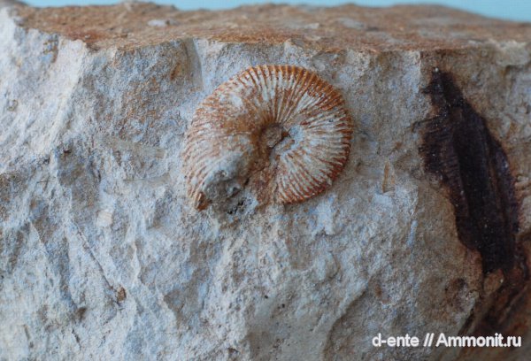аммониты, Chamoussetia, Ammonites, Канев