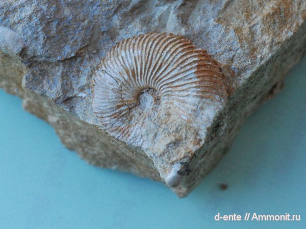 аммониты, Ammonites, Канев