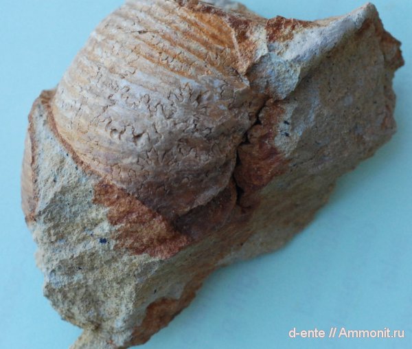 аммониты, Ammonites, Канев