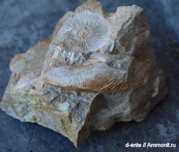 аммониты, двустворчатые моллюски, Ammonites, Канев