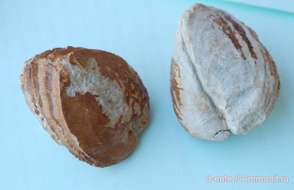 двустворчатые моллюски