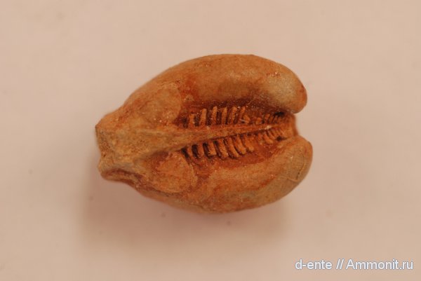 двустворчатые моллюски