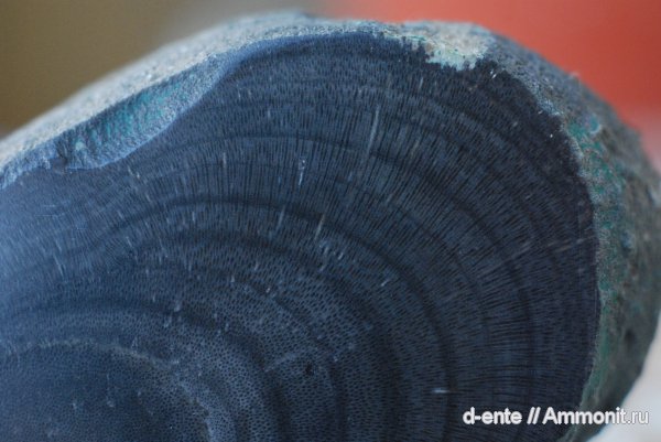 губки, Крым, Porifera