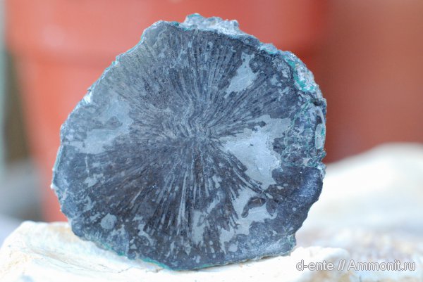 Крым, Tetracorallia