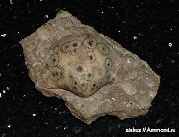 Choristites, Spiriferida