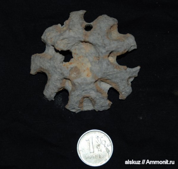 губки, Plocoscyphia