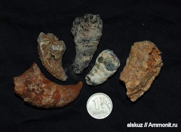 кораллы, ругозы