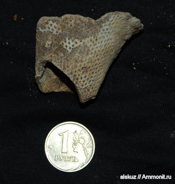 Ventriculitidae, меловые кремниевые губки