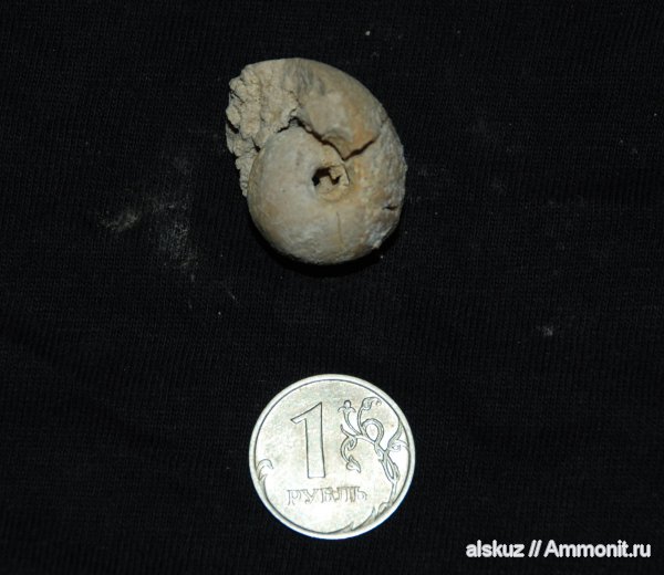 гастроподы, Bellerophon