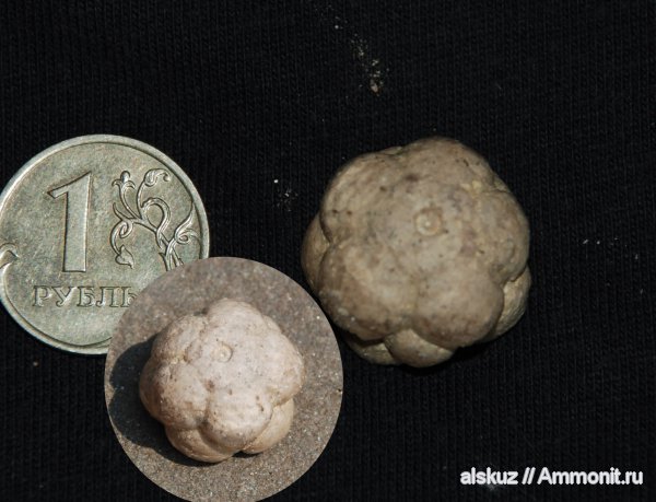 Mooreocrinus, Mooreocrinus geminatus, членики морских лилий, Cromyocrinidae