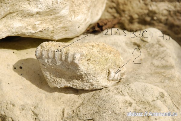 членики морских лилий