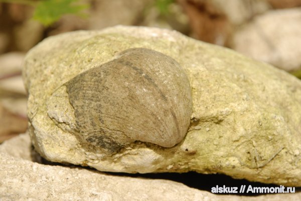 брахиоподы, Choristites, Spiriferida