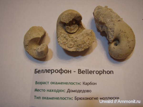 Bellerophon