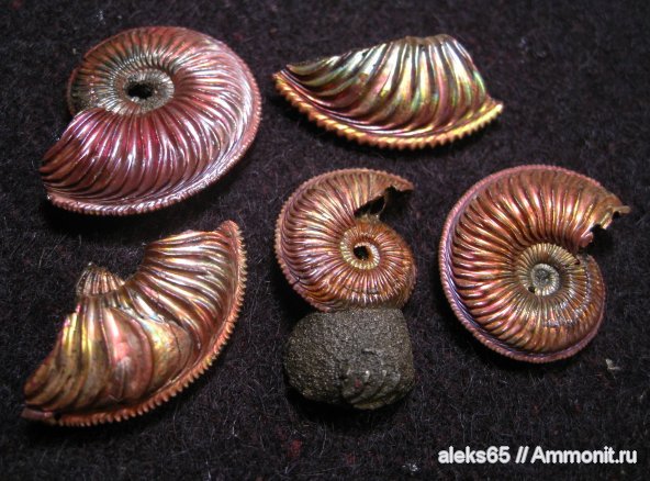 Бронницы, Amoeboceras