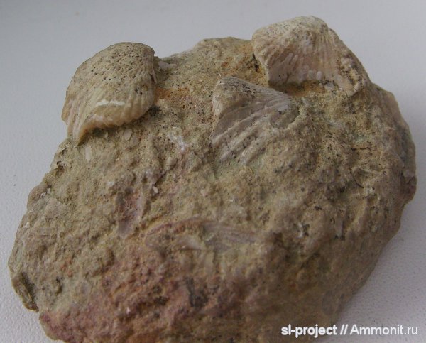 случайно найденые окаменелости