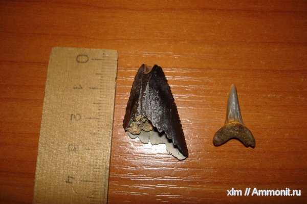 зубы акул, Carcharocles, Otodus, shark teeth