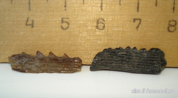 плавниковые шипы, шипы