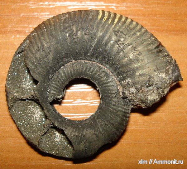 аммониты, Михайлов, Россия, Binatisphinctes, Ammonites