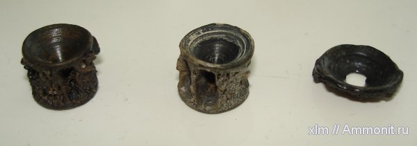 плейстоцен, позвонки рыб