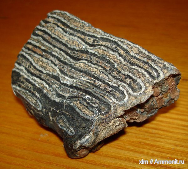 мамонты, зубы мамонтов