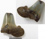 Зуб был сломан при жизни?